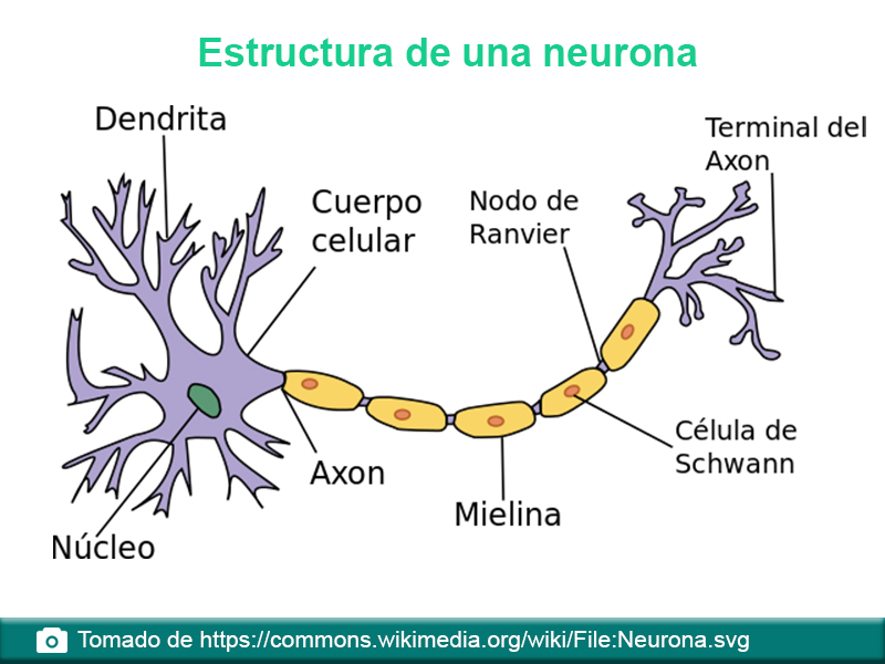 <p>Ilustracion XIV</p>
