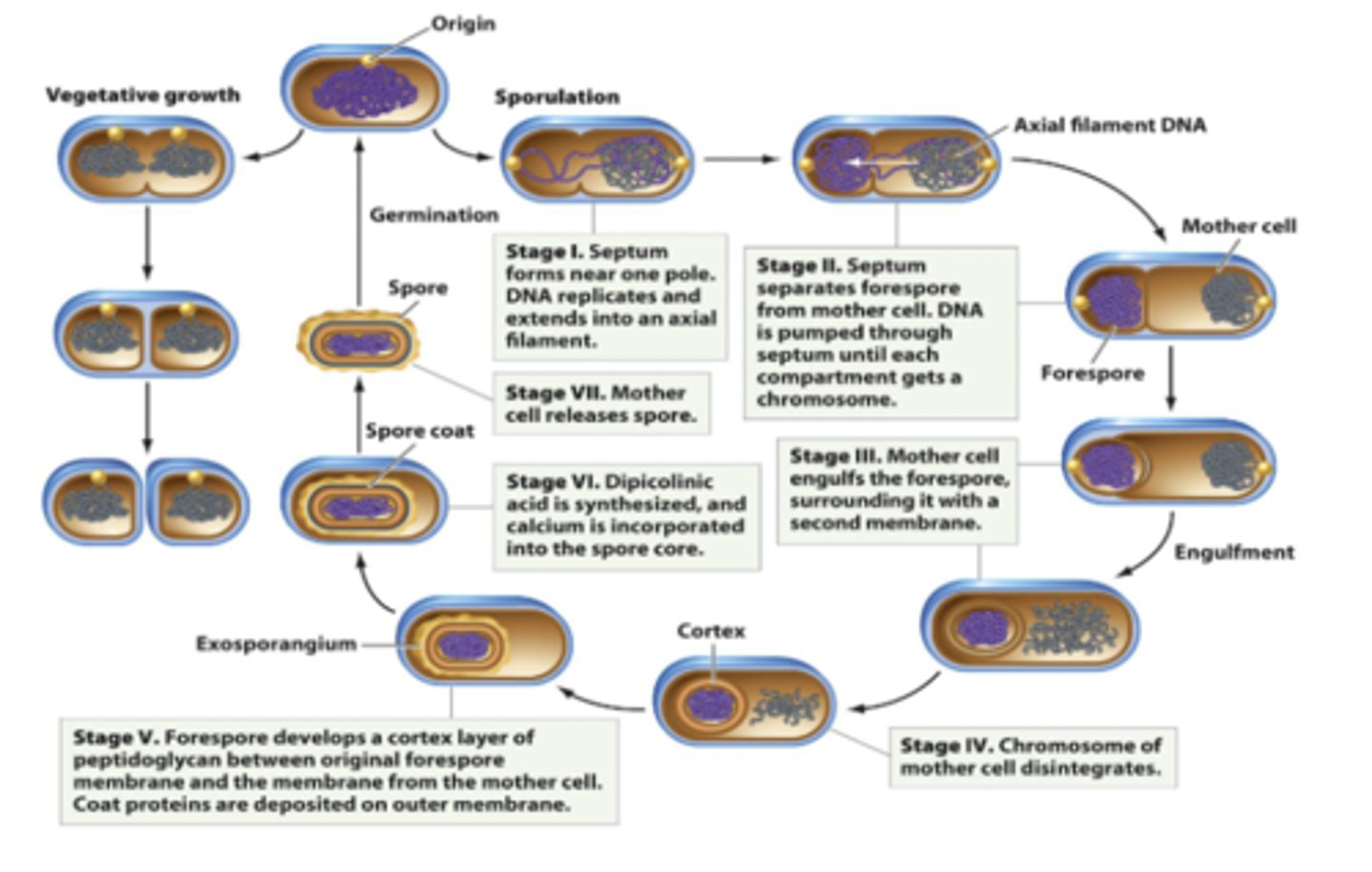 <p>-helps the endospore by:</p><p>1. removing water from core: makes the spore super dry, which protects proteins &amp; DNA</p><p>2. stabilizes DNA which prevents damage from heat or radiation</p><p>3. increases resistance to chemicals, heat, &amp; other environmental factors</p>