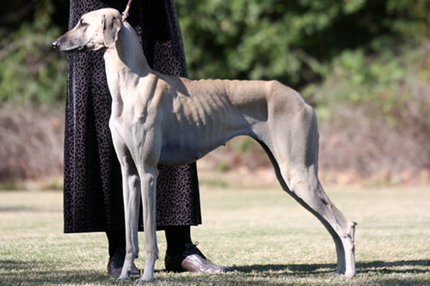 <p>Reserved, Graceful, Noble</p><p>AKC Breed Popularity: Ranks 185 of 194</p><p>Height: 26-29 inches (male), 24-27 inches (female)</p><p>Weight: 35-50 pounds</p><p>Life Expectancy: 10-15 years</p><p>Group: Hound Group</p>