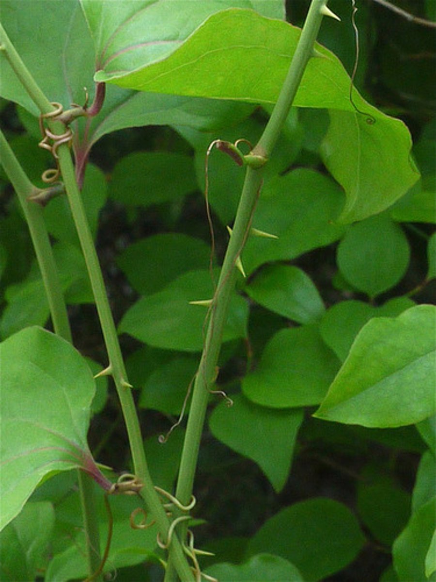 <p>greenbrier</p><p>Family: Smilacaceae</p>