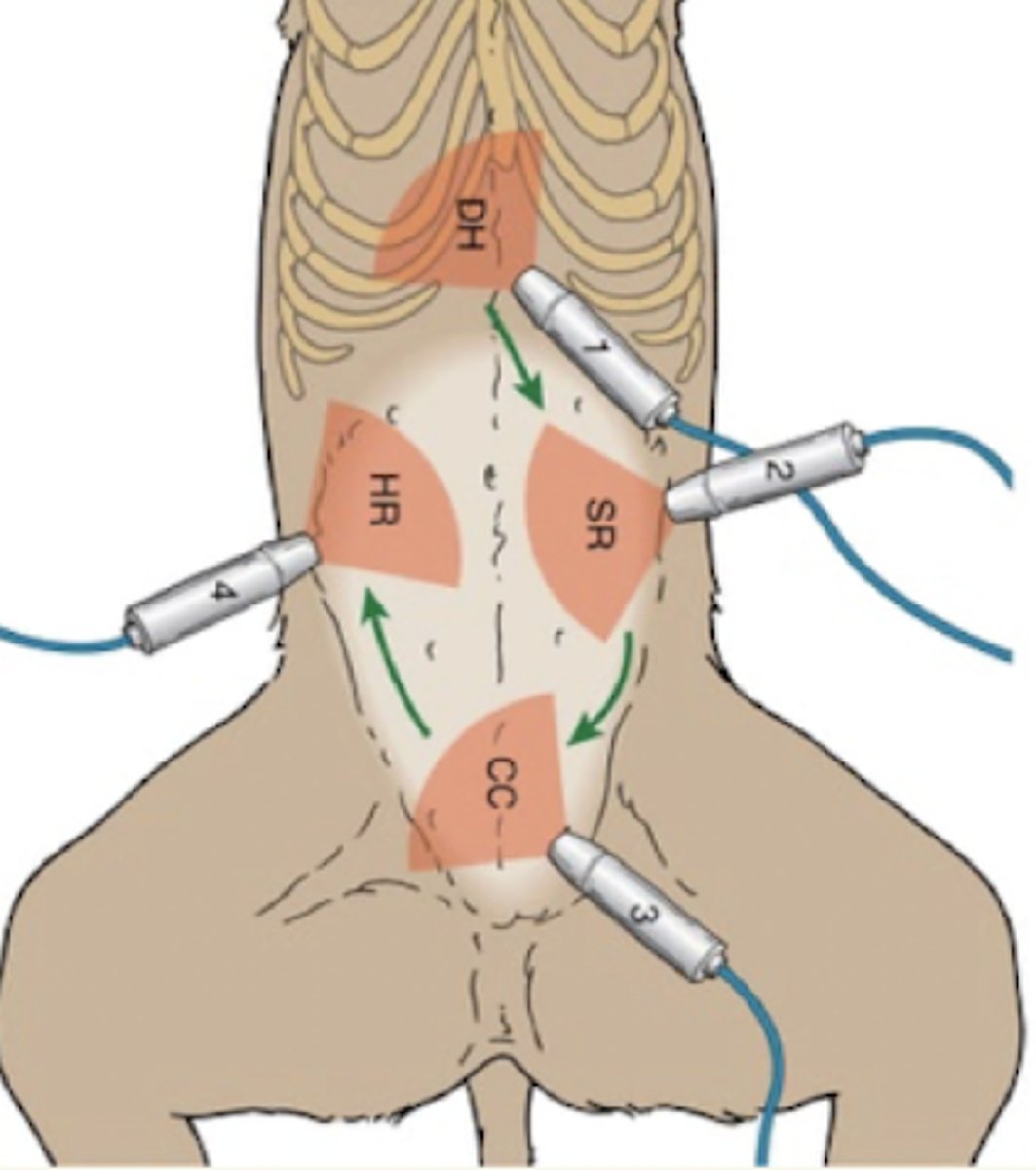<p>- hígado (+ valorar si las venas hepáticas son distendidas)</p><p>- vesícula biliar</p><p>- pericardio</p><p>- pleura</p>