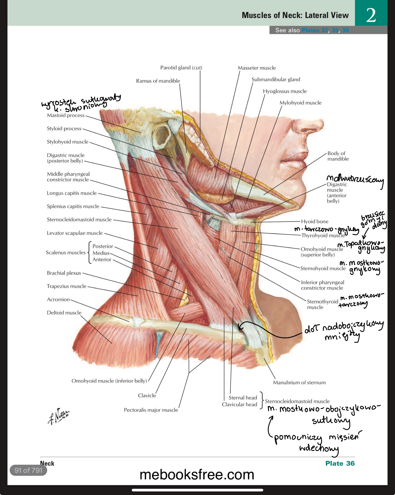 <p>m. mostkowo-sutkowo-obojczykowy / m. sternocleidomastoideus </p>