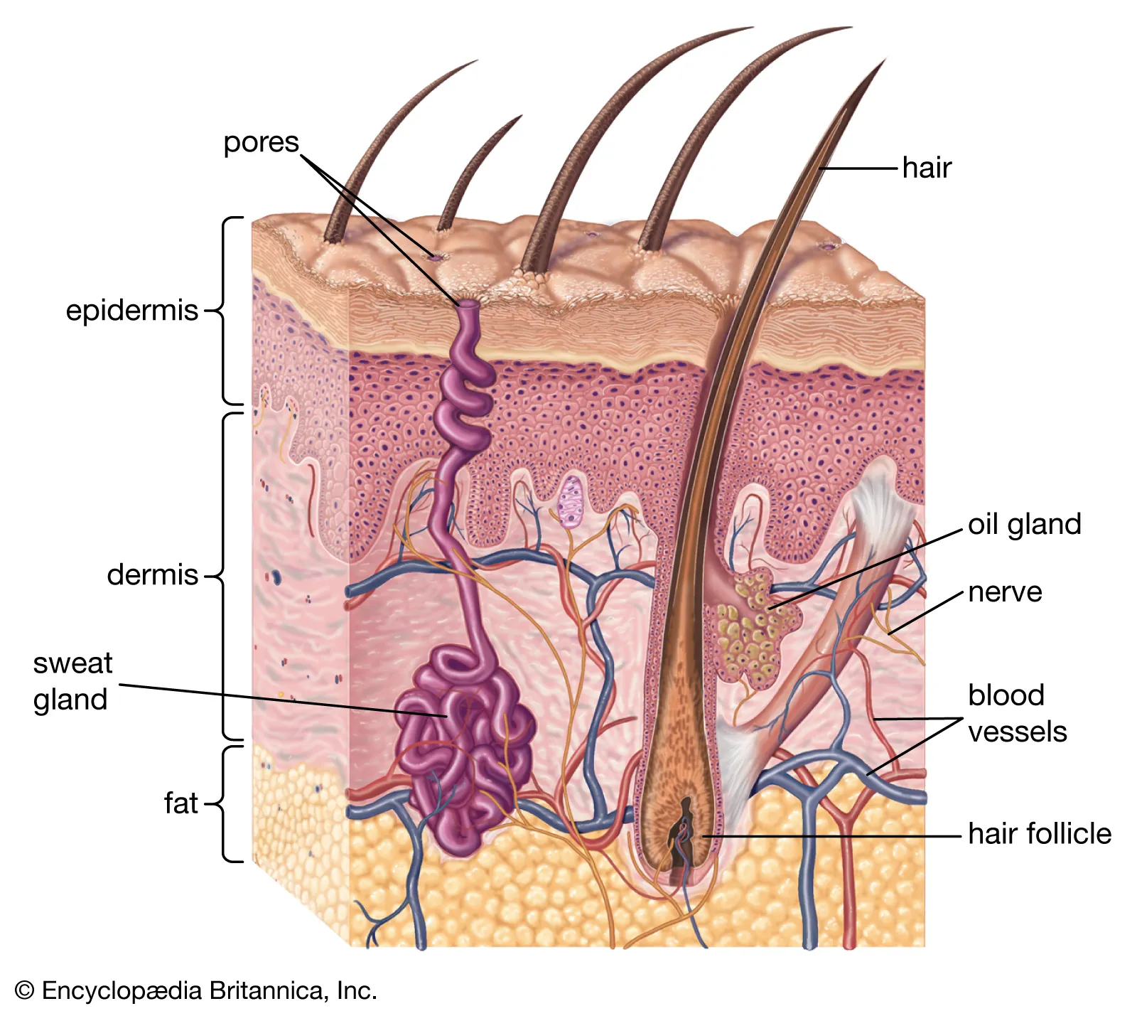 <ul><li><p>Axillary &amp; anogenital areas</p></li><li><p>Secrete viscous milky sweat that contains fatty substances and proteins</p></li><li><p>Larger than eccrine glands</p></li><li><p>Function at puberty</p></li><li><p>Modified apocrine glands:</p><ul><li><p><strong>Ceruminous glands</strong>: lining of ear canal, earwax</p></li><li><p><strong>Mammary glands</strong></p></li></ul></li></ul><p></p>