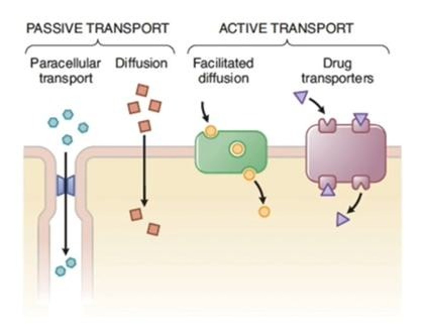 <p>Movement of drug into the bloodstream.</p>