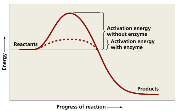 <p>enzymen verlagen de activeringsenergie door het stabiliseren  van de transitietoestand:</p><p>de functionele groepen in de actieve plaats van het enzym binden met het substraat op zodanig dat het substraat stabieler is in de transitietoestand (dit verlaagt de activatie-energie)</p><p>het kost dan minder energie om de reactie te laten doorgaan → reactiesnelheid verhoogt</p>