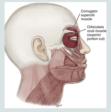 <ul><li><p>closing eyelid and squinting</p></li><li><p>opening and closing the eye</p></li></ul><p></p>