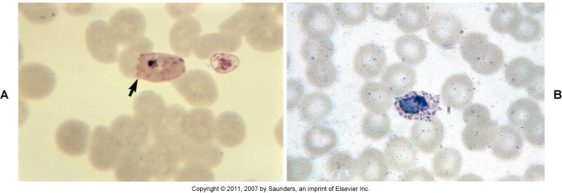 RBC has fringed edge
schuffner's dots
resembles vivax