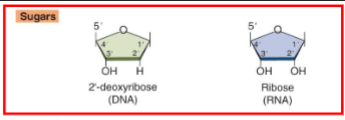 <ul><li><p>DNA has no 2’ OH on sugar group, just H</p></li><li><p>DNA is more stable </p></li><li><p>DNA has a more rigid structure</p></li><li><p>RNA comes first </p></li><li><p>RNA has U, DNA has T</p></li></ul><p></p>