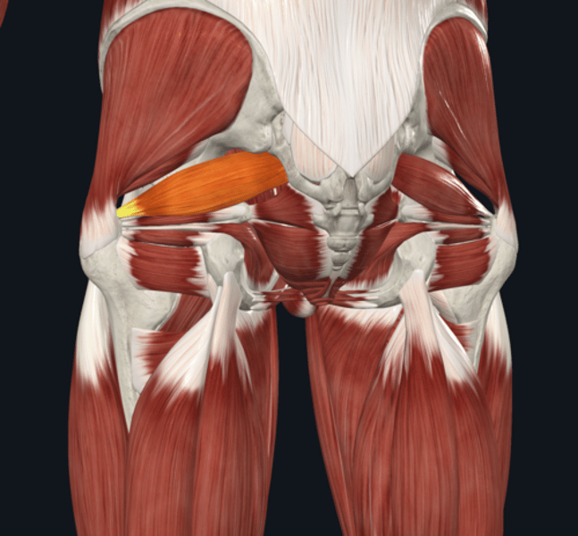 <p>Patched - Name the Yellow highlighted muscle </p>