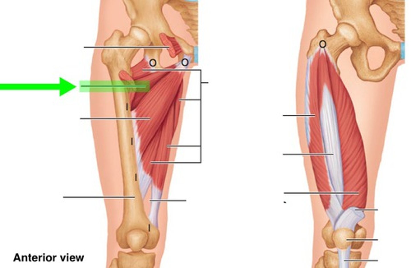 <p>What muscle is this?</p>