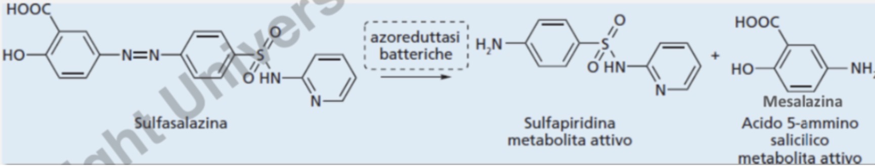 <p>Ad opera delle azoreduttasi batteriche viene scissa in 2 unità farmacologicamente attive: </p><ul><li><p>sulfapiridina—&gt; attività antibatterica</p></li><li><p>Mesalazina—&gt; attività antiinfiammatoria</p></li></ul><p></p>
