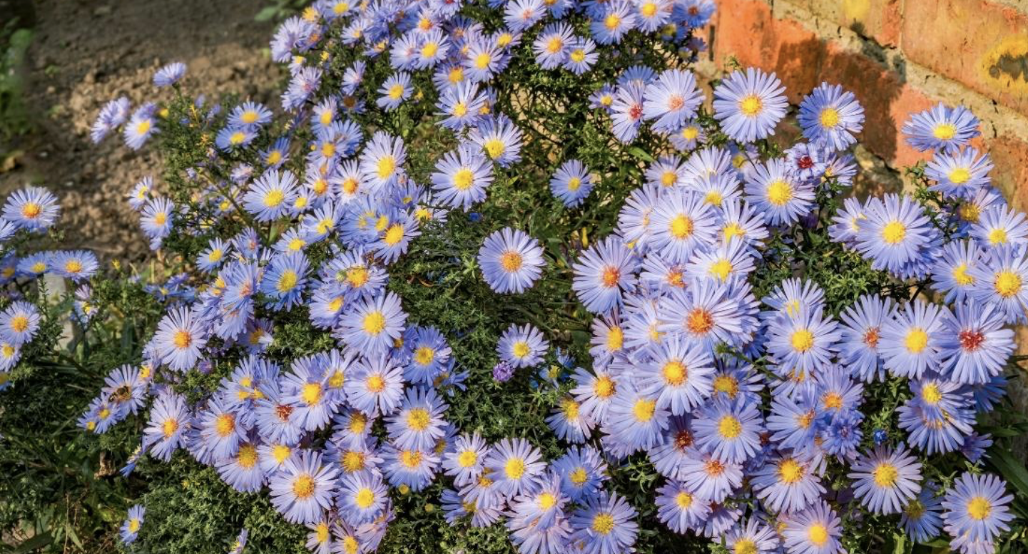 Flower 143