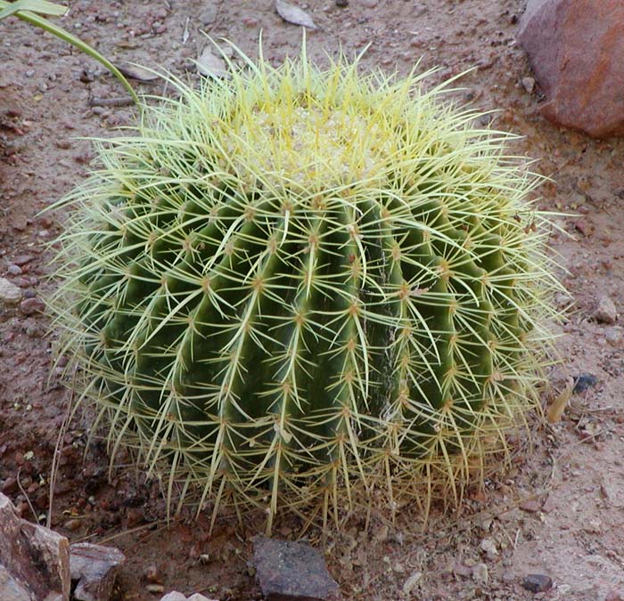 <p><u>Morphological:</u>  Most vegetation have spines for leaves to avoid being eaten. </p><p><u>Physiological &amp; morphological:</u>  The <strong>Barrel cactus</strong> (<em>Ferocactus</em>) have a thick stem to store water. This water is used when the climate is too dry.</p><p><u>Physiological &amp; morphological:</u>  The <strong>Hedgehog cactus</strong> (<em>Echinocereus triglochidiatus</em>) has rounded spiny stems, which protects them from herbivores. It also shades the plant’s surface to prevent water loss.</p>