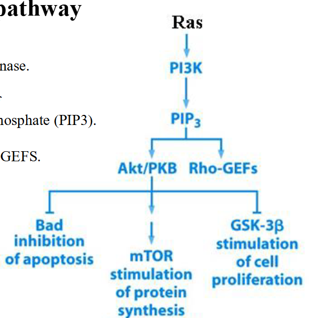 <p><span>The PI3 kinase pathway</span></p>