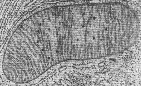 <p>spherical or sausage shaped, double membrane, inner is highly folded, site of aerobic respiration</p>