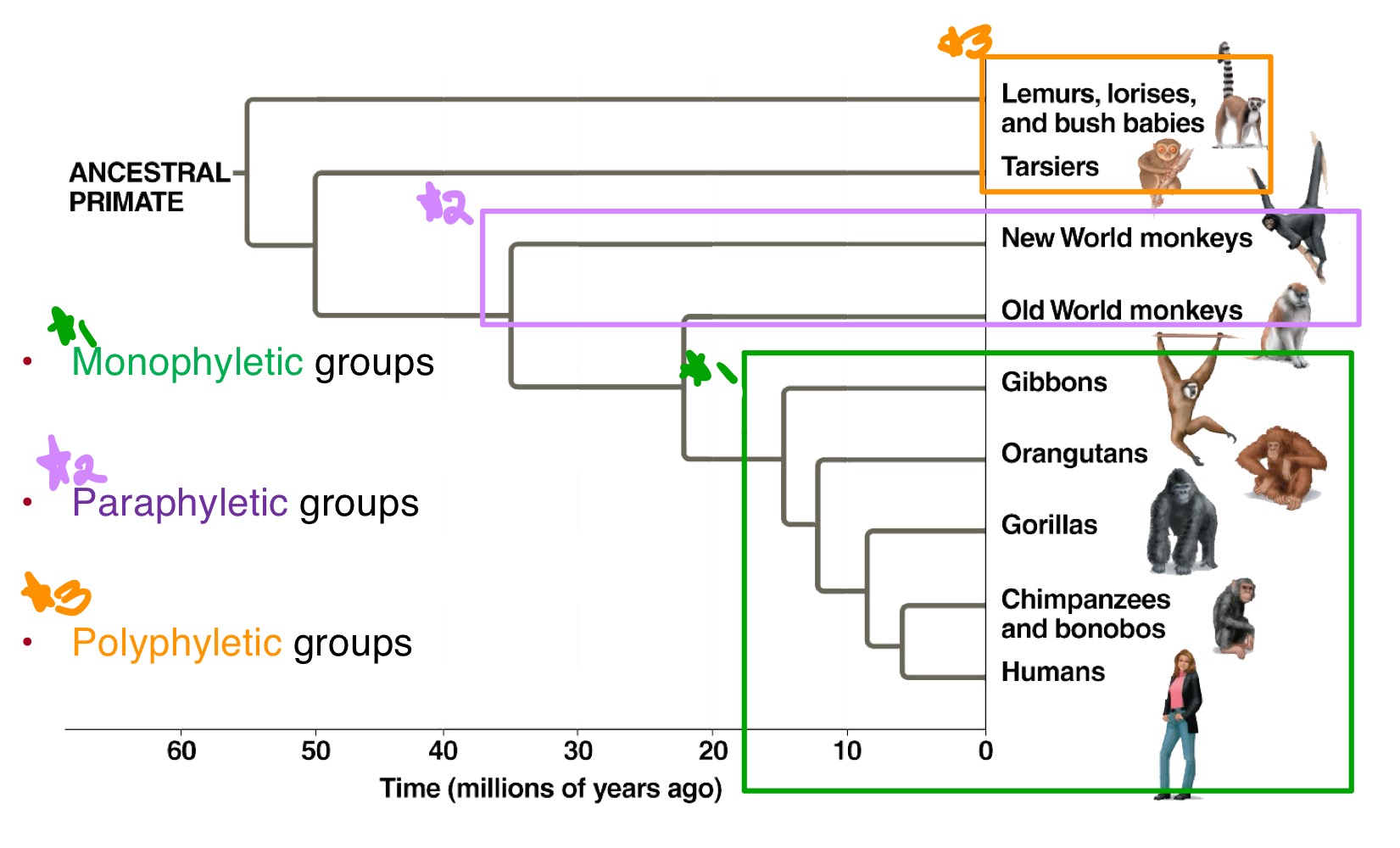 <ul><li><p>Monophyletic groups, consisting of all related species and their common ancestor. <em>(The whole hand.)</em></p></li><li><p>Paraphyletic groups, consisting of a common ancestor and some of its descendants. <em>(Some of the hand.)</em></p></li><li><p>Polyphyletic groups, consisting of the descendants only. <em>(Just the fingertips.)</em></p></li></ul><p></p>