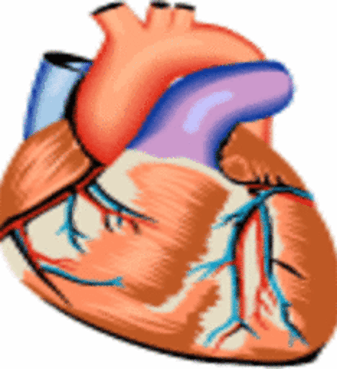 <p>Muscle you cannot consciously control</p>