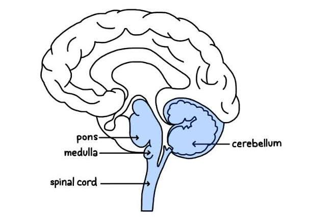 <p>Location: is <strong>positioned at the back</strong> and <strong>lower part</strong> of the <strong>brainstem</strong>.</p><ul><li><p>It contains structures that <strong>control basic functions</strong>, such as <strong>breathing and heart rate</strong></p></li></ul><p></p>