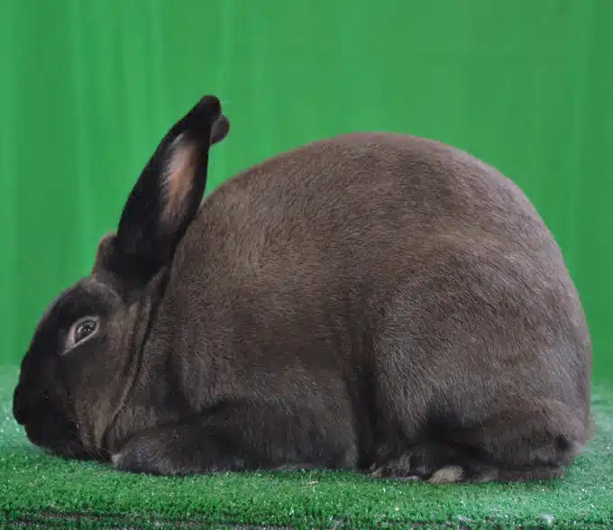<p>What Breed Am I?</p>