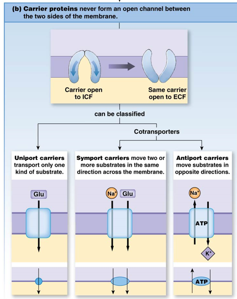 <p>carrier proteins have specificity to their substrates</p><ul><li><p><strong>uniport</strong>: 1 substrate, 1 direction</p></li><li><p><strong>symport</strong>: 2 substrates, same direction</p></li><li><p><strong>antiport</strong>: 2 substrates, opposite directions (<mark data-color="red">ATP</mark>)</p></li></ul>
