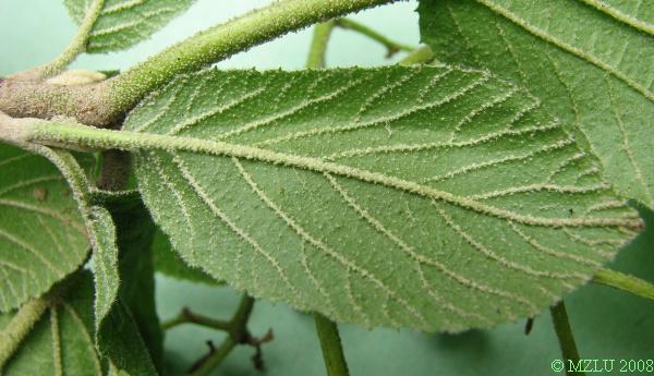 <p><span><em>Viburnum lantana</em></span></p>