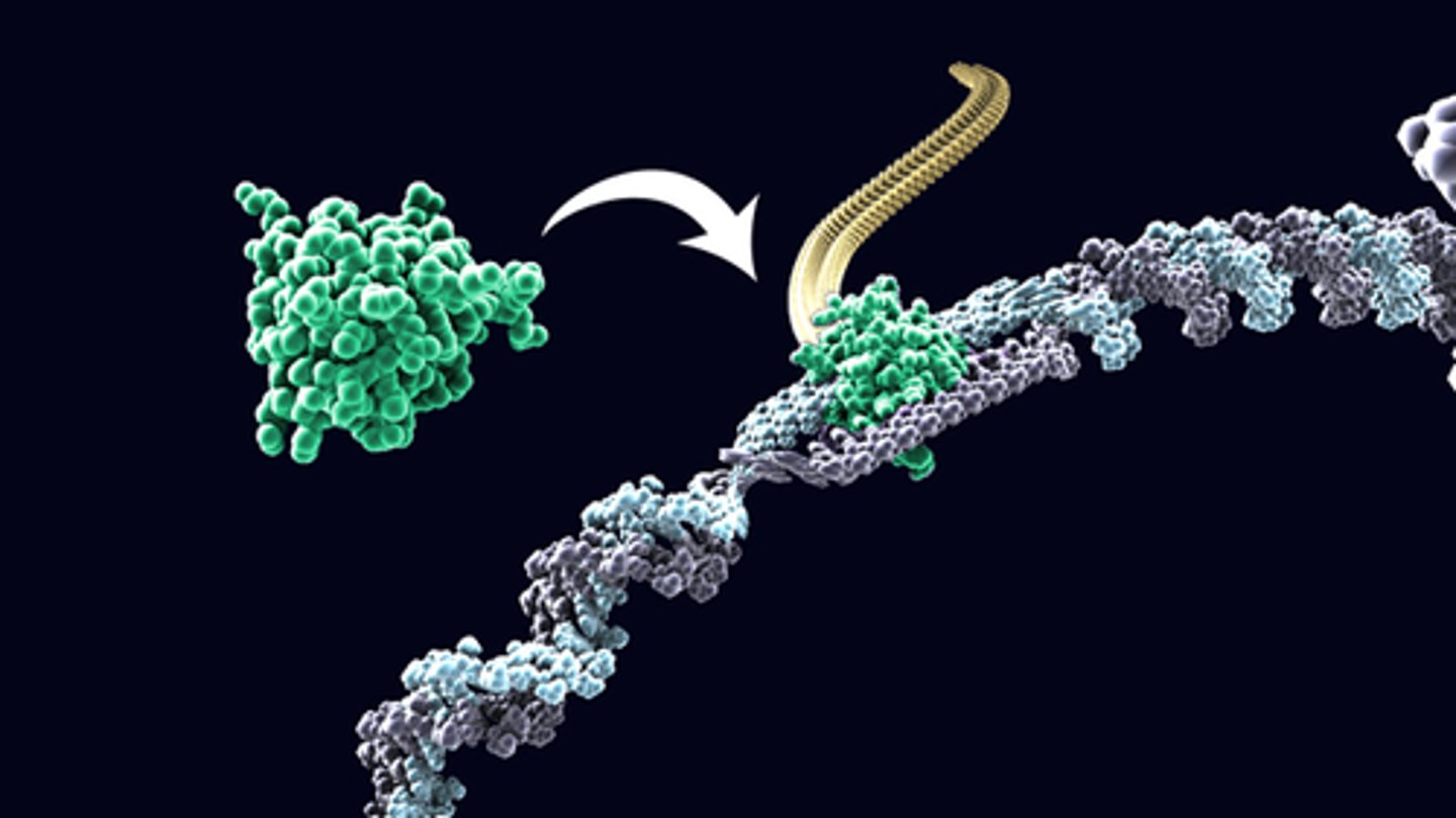 <p>The process of making RNA from DNA. happens in the nucleus.</p>