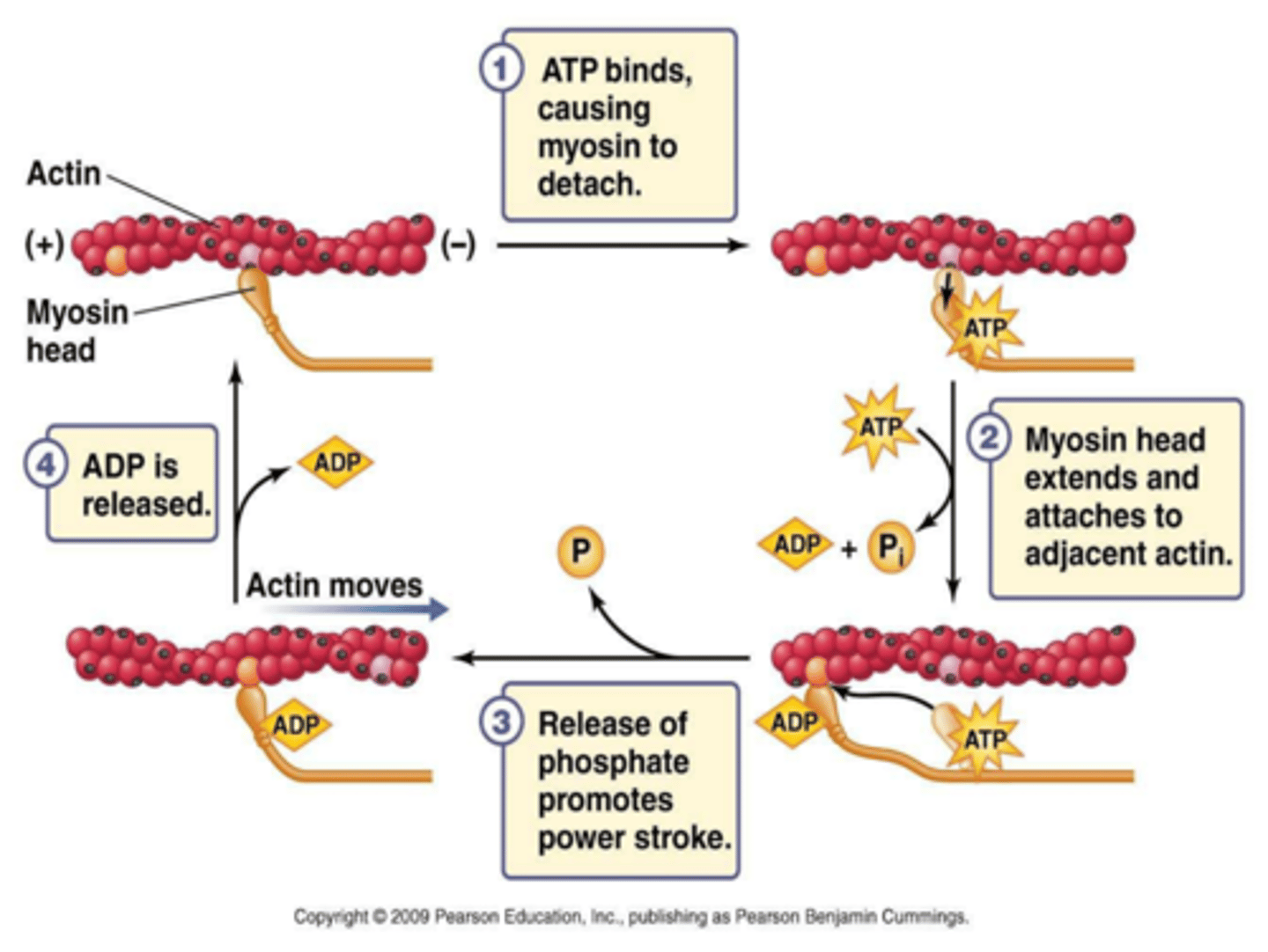 <p>*ATP ( adenosine triphosphate) bind to the myosin head</p><p>*ATP hydrolysis to ADP + Pi " cocks" the myosin head</p>