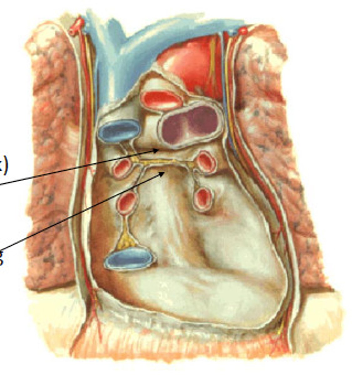 <p>Name the Bottom Arrow</p>