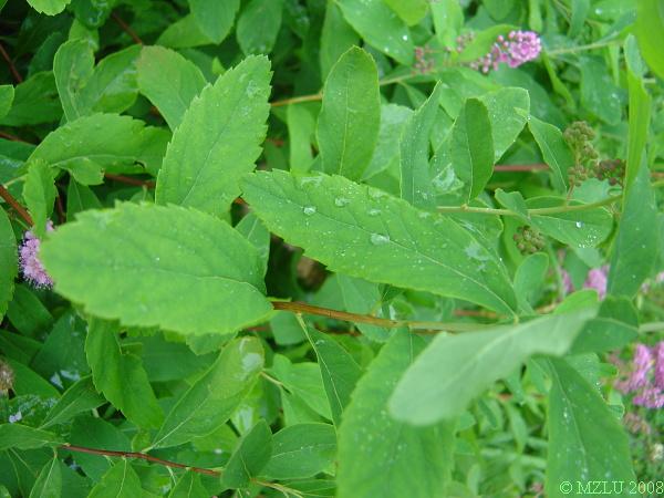 <p><span>tavolník vrbolistý</span></p>