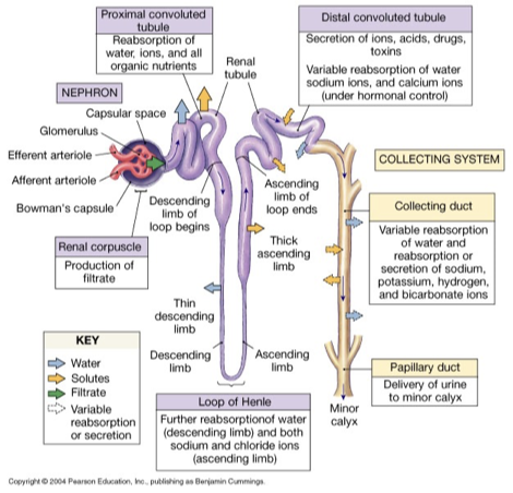 <ul><li><p>structural and functional unit of the kidney</p></li><li><p>glomerulus: high pressure capillary bed, fluid and dissolved solutes diffuse from blood into glomerular/bowman’s capsule</p></li><li><p>produced filtrate passes through renal tubule (composition continues to be altered)</p></li></ul><p></p>