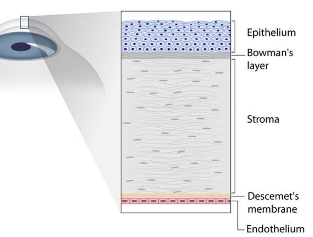 <ol><li><p><strong>Epithelium</strong></p></li></ol><ul><li><p>5 - 6 layers</p></li><li><p>500 - 100um</p></li><li><p><mark data-color="yellow" style="background-color: yellow; color: inherit;">Hydrophobic</mark> barrier</p></li></ul><p></p><ol start="2"><li><p><strong>Bowman’s membrane layer</strong></p></li></ol><ul><li><p>8 - 12um <u>irreplaceable</u> <mark data-color="yellow" style="background-color: yellow; color: inherit;">collagen</mark> layer</p></li><li><p>Acts as a <mark data-color="yellow" style="background-color: yellow; color: inherit;">basement layer</mark> for the epithelium</p></li><li><p>Unlike the Descemet’s membrane, is <mark data-color="green" style="background-color: green; color: inherit;">not regenerative</mark></p></li></ul><p></p><ol start="3"><li><p><strong>Stroma</strong></p></li></ol><ul><li><p>Provides most of the <mark data-color="yellow" style="background-color: yellow; color: inherit;">corneal thickness</mark> (90%)</p></li><li><p>80% water, 20% collagen + polysaccharides </p></li></ul><p></p><ol start="4"><li><p><strong>Descemet’s Membrane</strong></p></li></ol><ul><li><p>6um</p></li><li><p><mark data-color="yellow" style="background-color: yellow; color: inherit;">High tensile strength</mark></p></li><li><p><mark data-color="green" style="background-color: green; color: inherit;">Regenerative</mark> » repairs itself if damaged </p></li></ul><p></p><ol start="5"><li><p><strong>Endothelium</strong></p></li></ol><ul><li><p>Regulates <mark data-color="yellow" style="background-color: yellow; color: inherit;">stromal hydration</mark></p></li><li><p>Supplies <mark data-color="yellow" style="background-color: yellow; color: inherit;">nutrients</mark></p></li></ul><p></p>