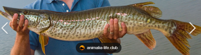 <p>What fish is this and how do you know</p>