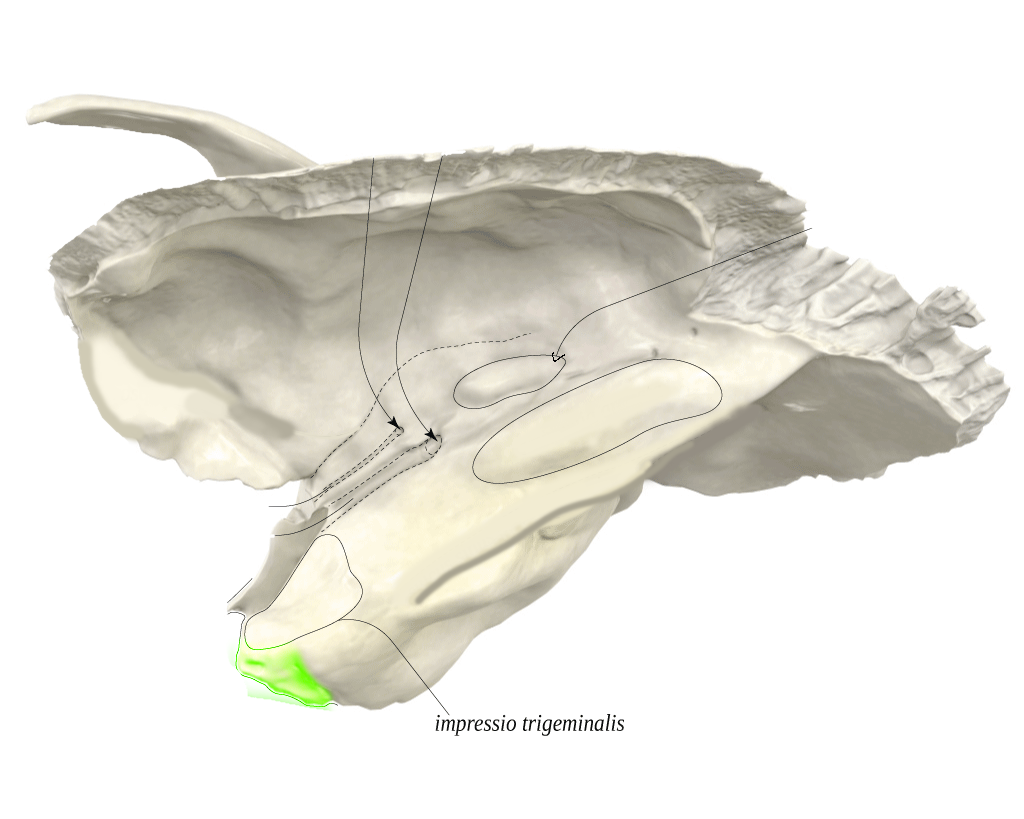<p>piramis csúcs (foramen lacerum)</p>