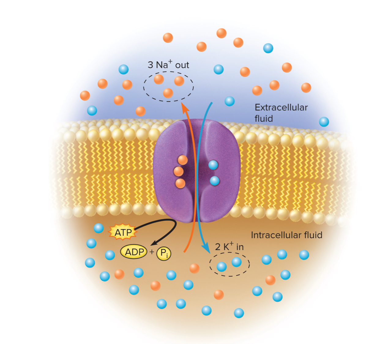 <p>Basal part of cell, constantly removes Na from cell</p><p>3 Na out of cell, 2 K in the cell keeps potential (-70mv) across membrane.</p><p>1. Regulation of cell volume- anion (proteins and phosphates) attract and retain cations retntion of these would cause swelling. so cellular swelling increase Na Ka ATP pump, feedback loop reduces intracellular ion concentration, controls osmolarity, and prevents cellular swelling.</p><p>2. Secondary Active Transport maintains steep Na concentration gradient across the membrane</p><p>3. Heat Production-Thyroid stimulates synthesis of Na K Pumps consuming ATP releases heat.</p><p>4. Maintenance of a membrane potential- resting membrane potential, inside negative outside positive.</p>