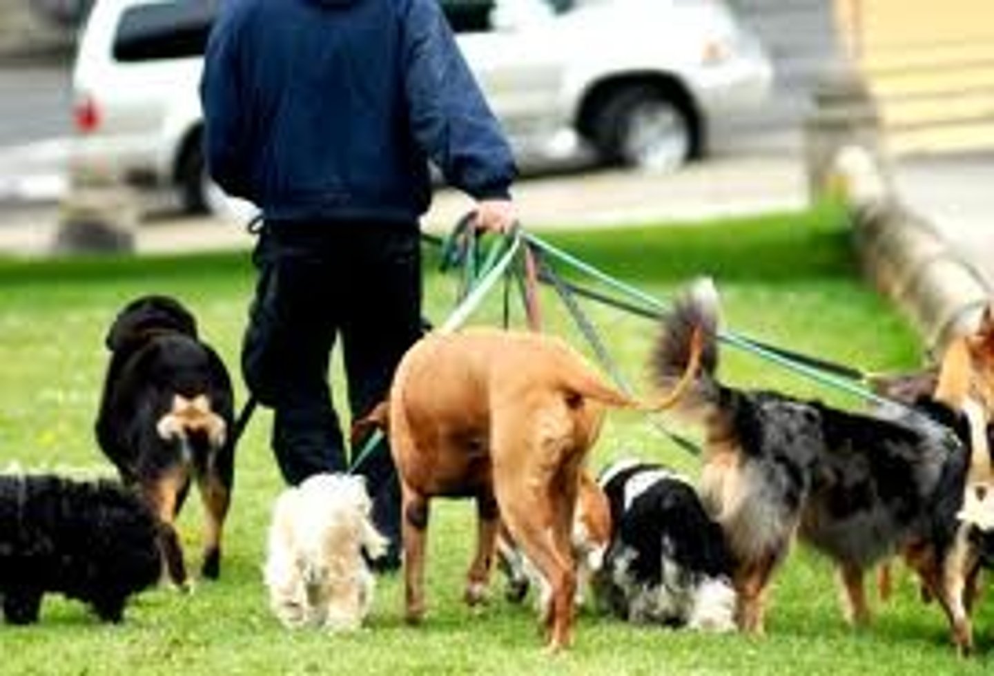 <p>to walk the dog</p>