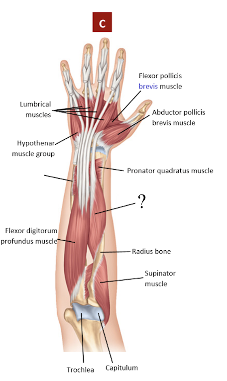 <p>lateral, has a long tendon attached to the thumb</p><ul><li><p>flexes the thumb</p></li></ul><p></p>