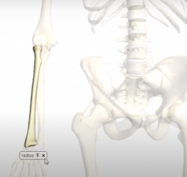 <p>bone which is lateral in the anatomical position </p>