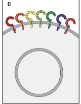 Answer:

**C**

\
TLR-3,7&9 are endosomal TLRs and in this picture all TLRs are on the surface.   This would produce TLRs but they would be in the wrong place to encounter the viral nucleic acids