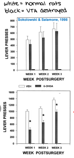 <p>lesion did not significantly reduce response rates for easy work, but did for hard work</p>