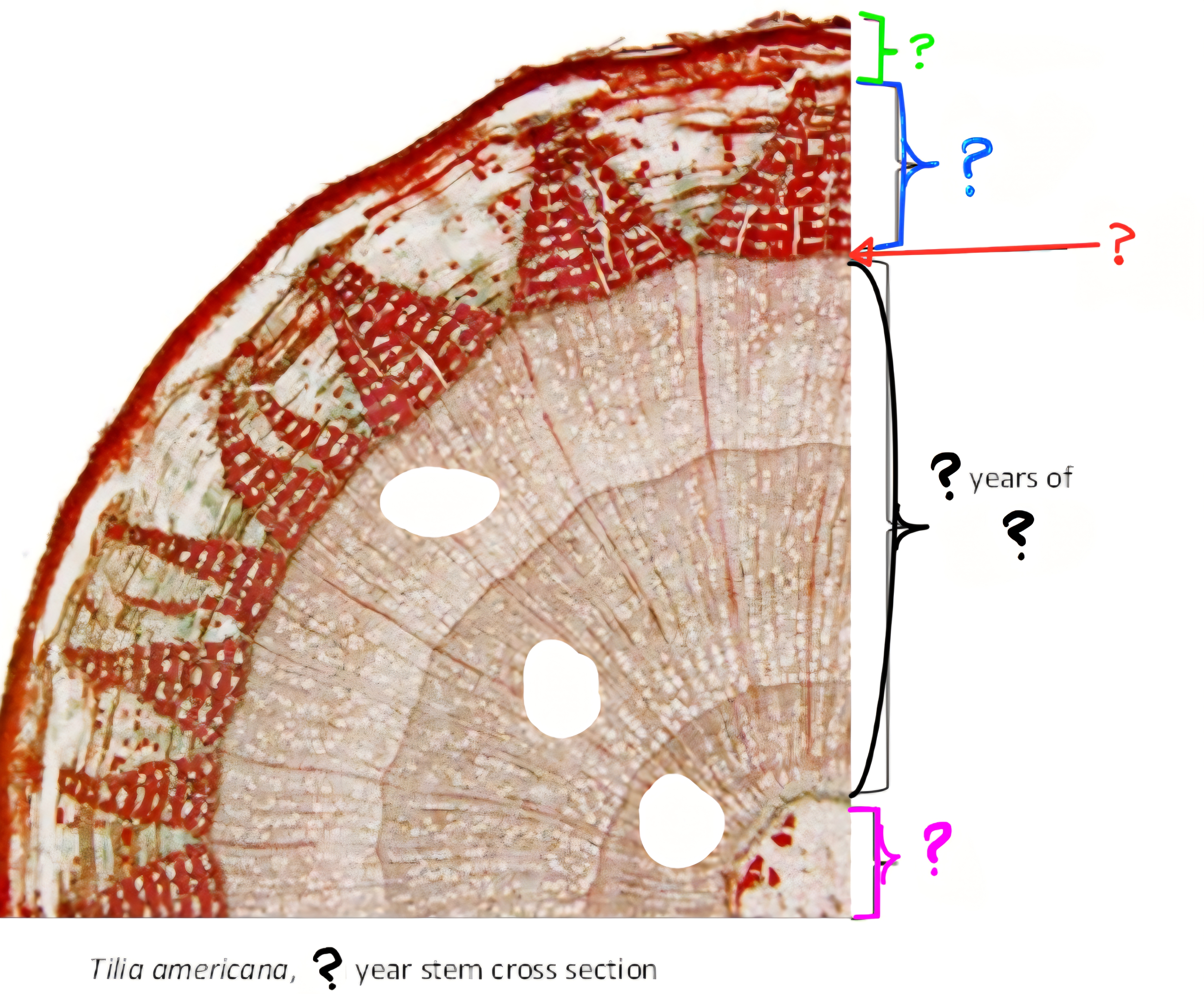 <p>What is labeled by the black marks?</p>