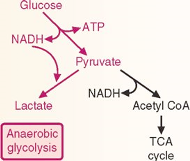 <p><span>Aerobic vs. anaerobic metabolism</span></p>