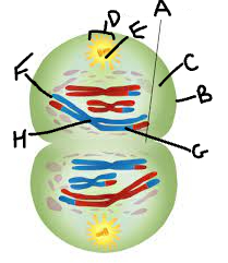 what phase of meiosis is this?