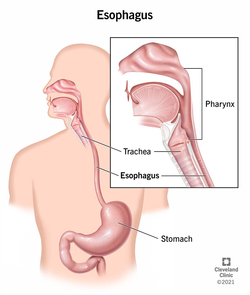 <p>a muscular tube approx. 25 cm long that connects the pharynx to the stomach, passing through the neck, chest, and diaphragm; main function is to transport food to the stomach via peristalsis</p>
