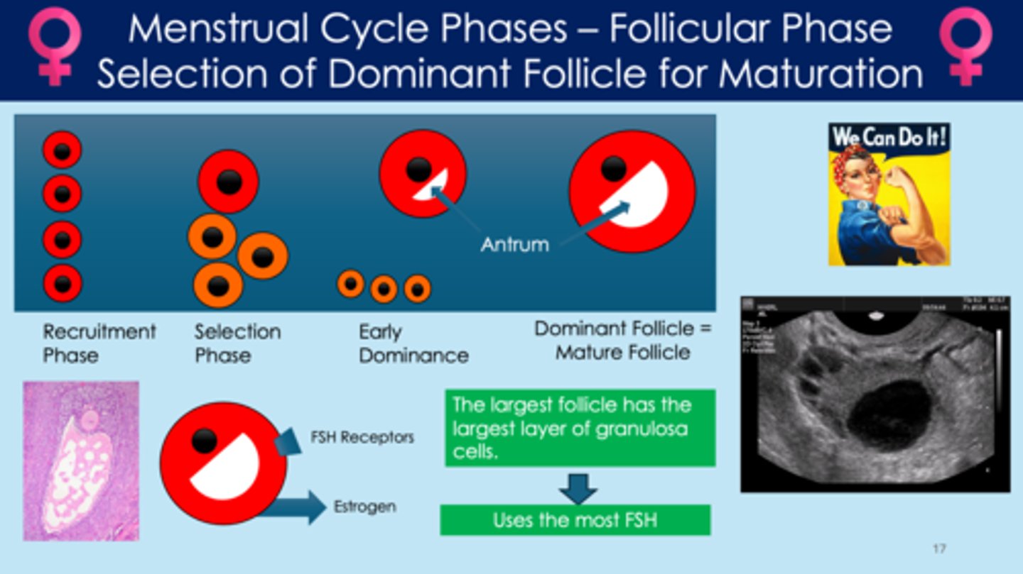<p>- one follicle is selected for development and gets all the hormones; the rest of the follicles stay small</p><p>- FSH controls this process</p><p>- the largest follicle has the largest amount of granulosa cells </p><p>- uses the most FSH and produces the most estrogen</p><p>recruitment phase &gt; selection phase &gt; early dominance &gt; mature follicle/dominant follicle </p>