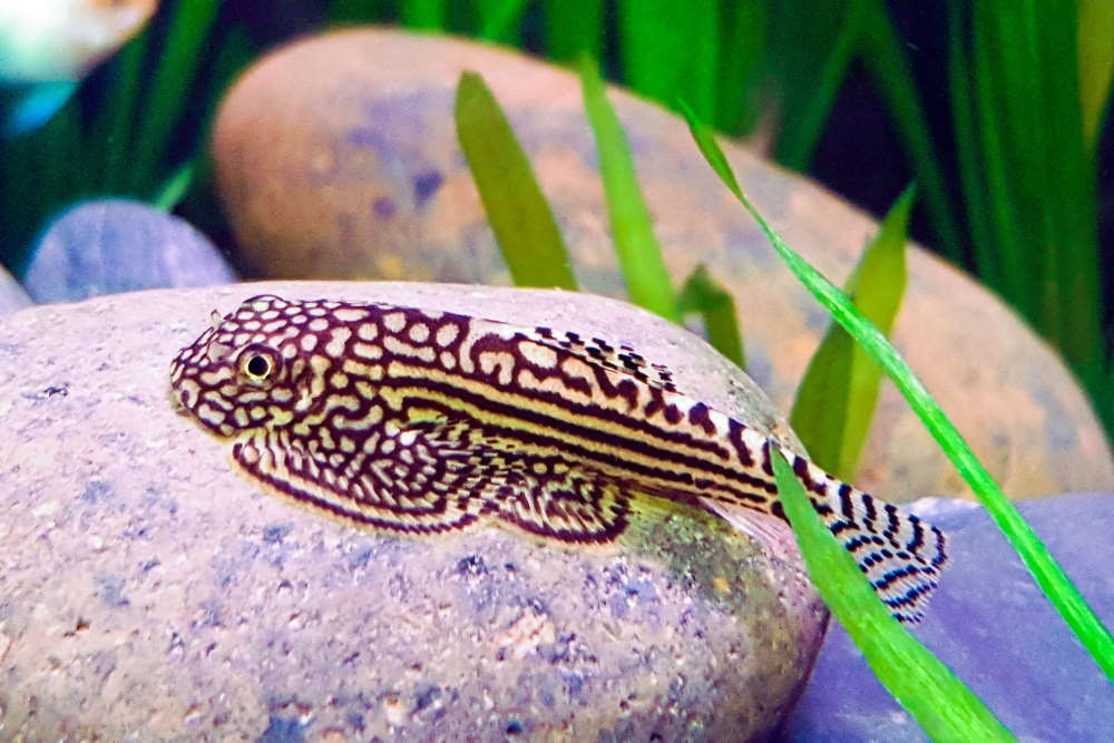 <p>River loaches</p>
