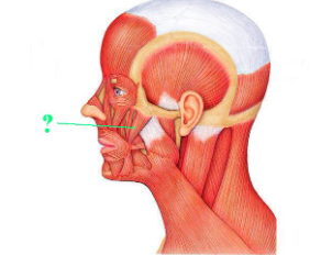 <p>i<span>dentify the indicated muscle.</span></p>