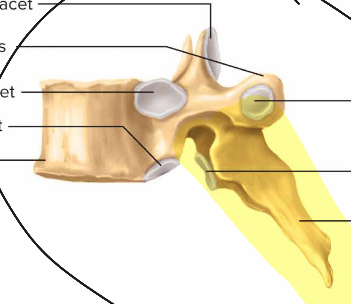 <p>What part of the vertebra is this?</p>