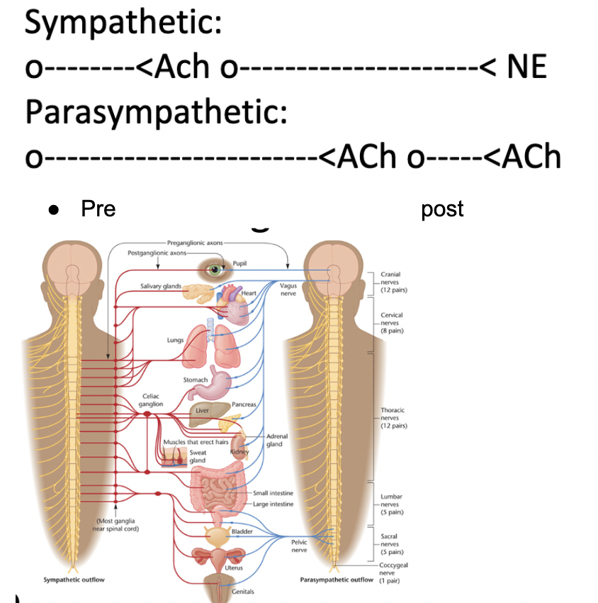 <ul><li><p>All preganglionic neurons release ACh.</p></li><li><p>Sympathetic postganglionic neurons release epinephrine (= adrenaline)</p></li><li><p>Parasympathetic postganglionic neurons release ACh</p></li></ul>