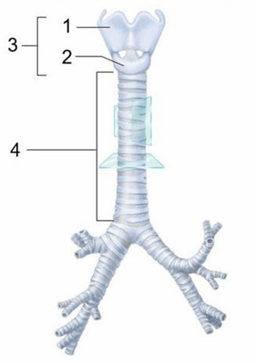 <p>Which structure is labeled 2?</p><p>A) Thyroid cartilage</p><p>B) Cricoid cartilage</p><p>C) Larynx</p><p>D) Trachea</p><p>E) Arytenoid cartilage</p>