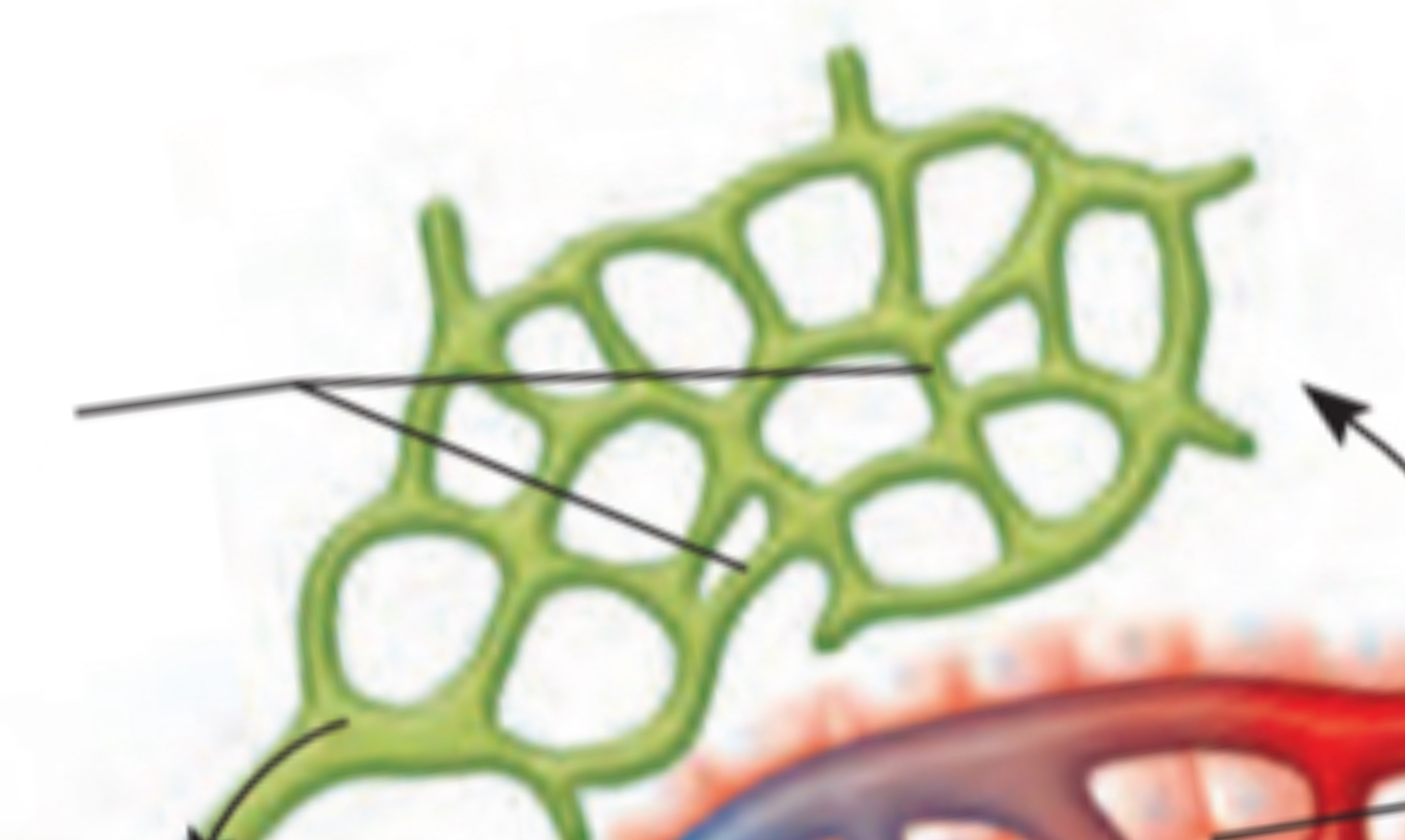 <p>Microscopic, close-ended tubes, extend into interstitial spaces, everywhere w/blood capillaries</p><p>Walls have a single layer of squamous epithelial cells → allow interstitial fluid to enter</p>